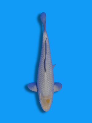 Ochiba Shigure | Koi&Co.